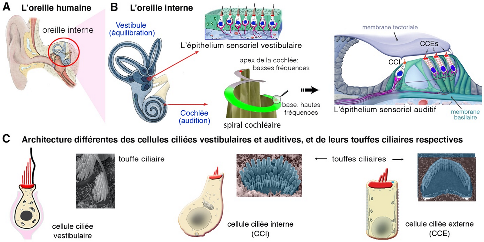 oreille-interne-et-organisation-de-la-cochl-e-planet-vie